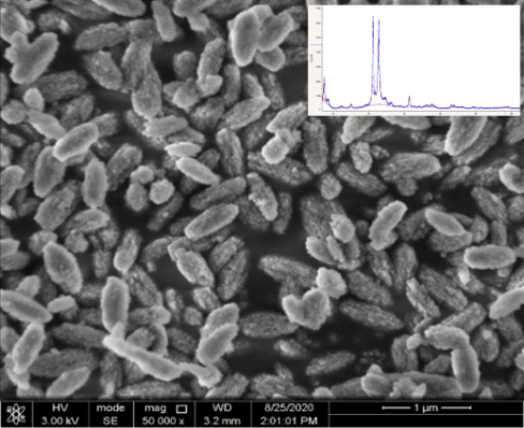 SEM image showing the typical morphology of ZSM-48 crystals